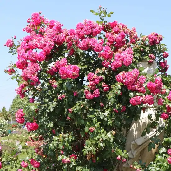 Roz puternic - trandafiri târâtori și cățărători, Climber